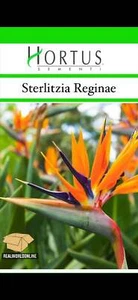 Strelitzia Reginae Rara – 30 Semi – Gigante, Alta Germinabilità, Fiori Esotici, - Foto 1 di 1
