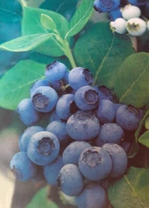 Vaccinium corymbosum, Heidelbeere 3 Pflanzen im 9 cm Topf, Bienenfreundlich - Bild 1 von 3