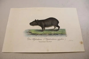 c1816 Antiguo ANIMAL Impresión a Color / CAPIBARA / Muy Escaso - Imagen 1 de 1