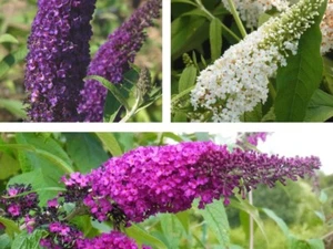 Buddleja Schmetterlingsflieder Sommerflieder 3 Pflanzen 60-100 cm - Bild 1 von 7