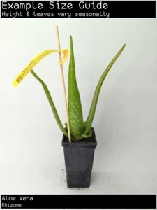 Aloe Vera (Aloe vera) Fruit Tree Plant - Picture 1 of 4