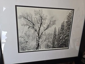 Ansel Adams Special Edition Silver Print, "Oak Tree, Snowstorm". Framed 22x18 - Picture 1 of 3