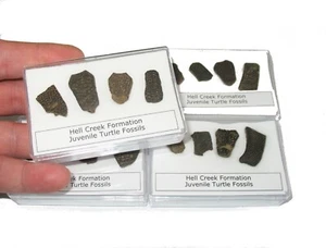 Cretaceous Hell Creek dinosaur age BABY Turtle shell fossil collection display - Picture 1 of 5