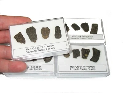 Cretaceous Hell Creek dinosaur age BABY Turtle shell fossil collection display - Image 1 of 4