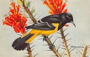 Cartolina: Scott's Oriole, Bird, Peterson, non spedita - Foto 1 di 2