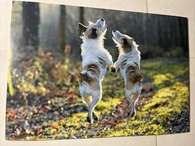 Leanin Tree Dogs Happiness is being carried to ur best Friend Happy Anniversary - Image 1 of 3