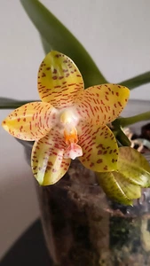Orchidee Phalenopsis LD Giga King 'Mituo#1' MCL54 - Bild 1 von 5