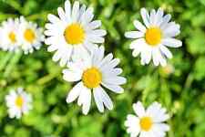 1,000 White Daisy Seeds for Planting Shasta Daisy Easy to Grow Perennial Flowers
