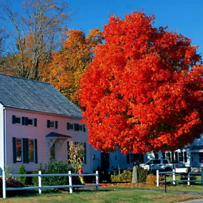 *RED SUNSET* Japanese Maple (Acer rubrum) Tree Seeds, Landscaping or Bonsai - Image 1 of 4