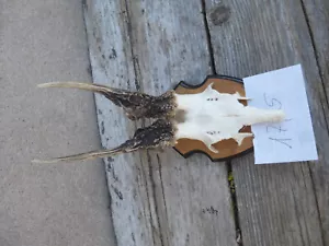 abnormal roebuck antlers / real deer antlers / abnormal deer horns / antlers 17/5 - Picture 1 of 5