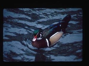 Kodachrome Colorful Wood Duck Swimming On Water James Hammack - Picture 1 of 2