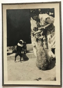PHOTO ANCIENNE - VINTAGE SNAPSHOT - CHIEN - ANIMAL - DOG - Foto 1 di 1