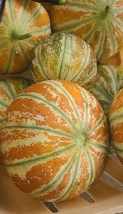 Kajari Melon Seeds,minimum 25 Seeds Of This Home Grown Delicious RARE Fruit - Picture 1 of 11