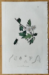 Insect Buprestis on Whitethorn - Original Print Curtis Entomology - 1824 - Picture 1 of 1
