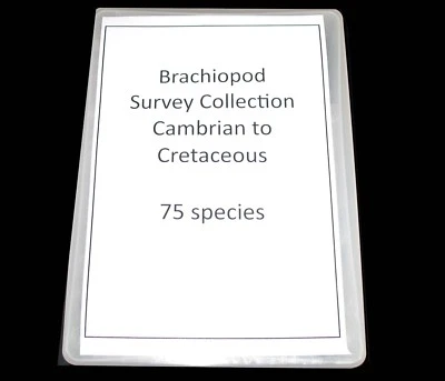 Brachiopod Fossil Reference Collection Cambrian to Cretaceous 75 species RARE - Image 1 of 4