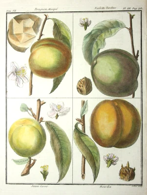 Pfirsich, Brugnon, altkol. Kupferstich aus Rozier "Cours d'agriculture" 1786 - Bild 1 von 4