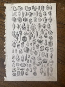 Oliver Goldsmith’s Earth & Animated Nature Conchology XX Engraving Of Shells - Bild 1 von 5