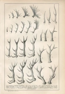 Stampa litografica antica 1890 ALCE CERVO CAPRIOLO ALCE - Foto 1 di 1