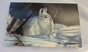 Vintage Set Book of Postcards Montag Snowshoe Hare Staender Photo Animal - Picture 1 of 4
