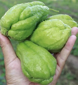 Pack Of FOUR Organic Fresh Green Chayote Squash For Planting Or Eating. - Bild 1 von 9