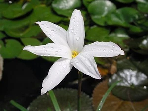 Rain Lily, Zephyranthes Norma Pearl, 2 bulbs, RARE, habranthus - Picture 1 of 10