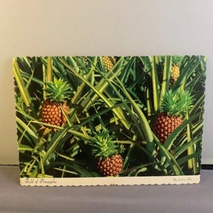 Vintage 1970s "Field of Pineapples" Hawaii Unposted Postcard - Deckled Edge - Picture 1 of 2