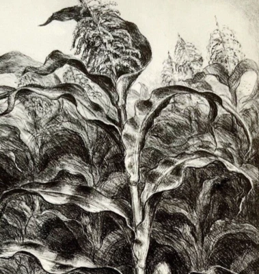 John Steuart Curry 1939 arte maíz dibujo impresión agricultura tesorería colección Foto 1 de 4