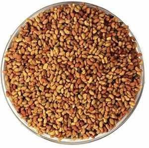Organic Medicago Seeds Alfalfa Seeds 100% Natural بذور برسيم - Picture 1 of 1
