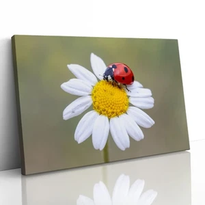 Ladybird on White Daisy Flower Canvas Framed Print Picture Wall Art - Picture 1 of 29