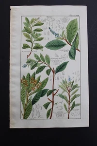 Antique Botanical, Dietrich, Hand Color, 1840, Germany - Picture 1 of 1
