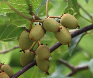 Actinidia rufa - ostasiatische Kiwi - 5 frische Samen + GESCHENK - Bild 1 von 2