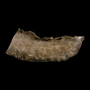 4,2 Zoll polierte Platte Petoskey Stein Hexagonaria Koralle Fossil Devonzeit Michigan - Bild 1 von 5