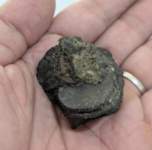 Authentic Netherlands VOC Java Doit 1800 2 Pcs In Fossil Shipwreck Tin Coin_v11 - Picture 1 of 9