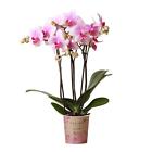 Rosa Phalaenopsis Orchidee - Mineral Rotterdam - Topf 9cm - blühende Topfpflanze