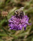 Photo 6X4 Bee On Scabious Aller/Sx8768 By The Side Of Kerswell Lane, On  C2007