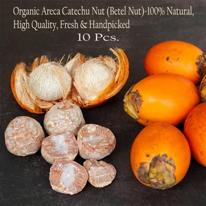 Bio Arecanuss (Betelnuss) - 100% natürlich, hochwertig, frisch 10 Stk. - Bild 1 von 5