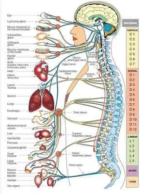 Spinal Cord Functions Chart Poster 16x24 Human Anatomy Nervous System Medical - Image 1 of 4
