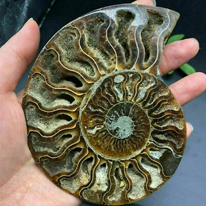 Natural ammonite fossil conch Crystal specimen healing+stand decor 1PC 300g+ - Picture 1 of 11