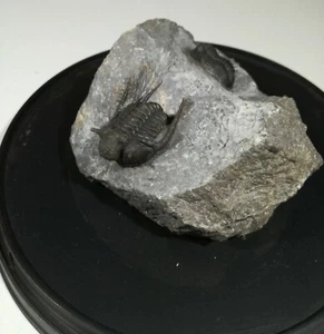 Trilobite Fossil Cyphaspis Gerastos Highly Detailed Spiny And Proetid Double - Picture 1 of 12