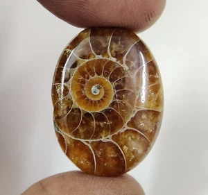 Natural Ammonite Fossil Oval Cabochon Gemstone For Jewelry Making 30.75 Cts - Picture 1 of 12