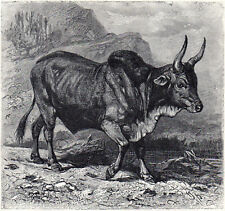 Galla Bull 1894 Mammal - Friedrich Specht Victorian Engraving