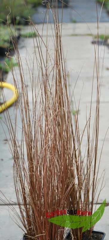 braunrotes Ziergras für feuchte Plätze, Fuchsrote Segge Carex bucch. im 9cm Topf - Bild 1 von 1