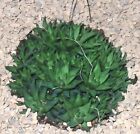 Haworthia Chloracantha - Rooted Succulent  60mm  (not For W.a., N.t. Tas)