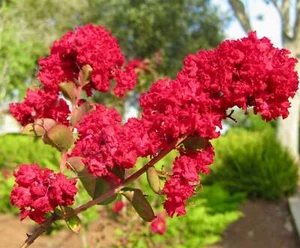 Lagerstroemia indica cv DYNAMITE RED FLOWER - - Red Dynamite Myrtle | - Picture 1 of 3