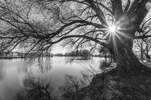 Carta da parati fotografica TESSUTO - GRANDE ALBERO - (181290S) - lago sole natura fiume carta da parati XXL - Foto 1 di 1