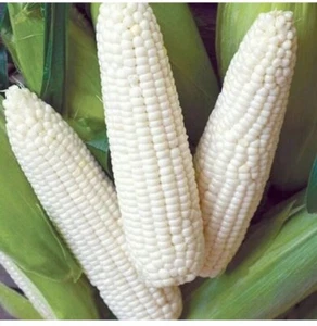 35 x WHITE CORN SWEETCORN SEEDS. NON GMO - Picture 1 of 8