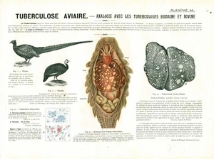 Cabinet de curiosité 1906 anatomie aviaire faisan pintade planche n°44 - Picture 1 of 1