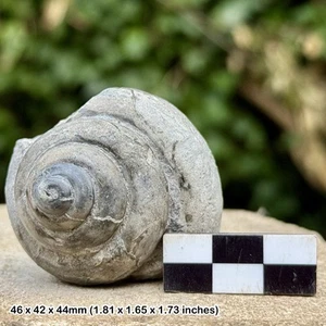 Large Fossil Gastropod Bathrotomaria reticulata – Jurassic Kimmeridge Clay – - Picture 1 of 3