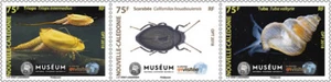 caledonia 2018 caledonie marine life insect beatles shell TRIOPS TUBA strip3v ** - Picture 1 of 1