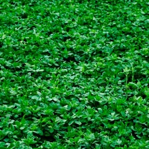 Alfalfa Cover Crop Seeds | NON-GMO Cover Crop Seeds Fresh Heirloom Garden Seeds - Picture 1 of 2